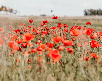 The Power of Peace in Troubling Times